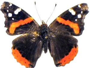 admirol butterfly